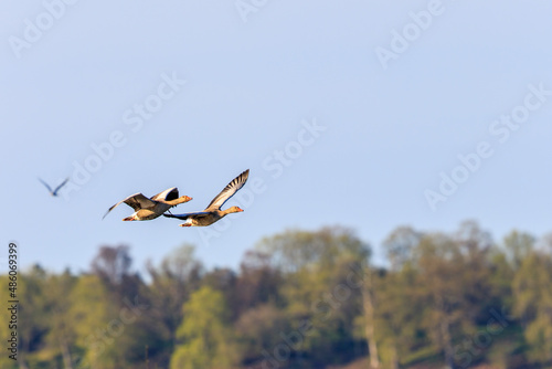 Greylag geese flying over the trees at spring