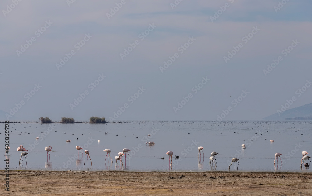 Flamingos and ancient Heracleia ruins in Bafa Lake National Park Turkey