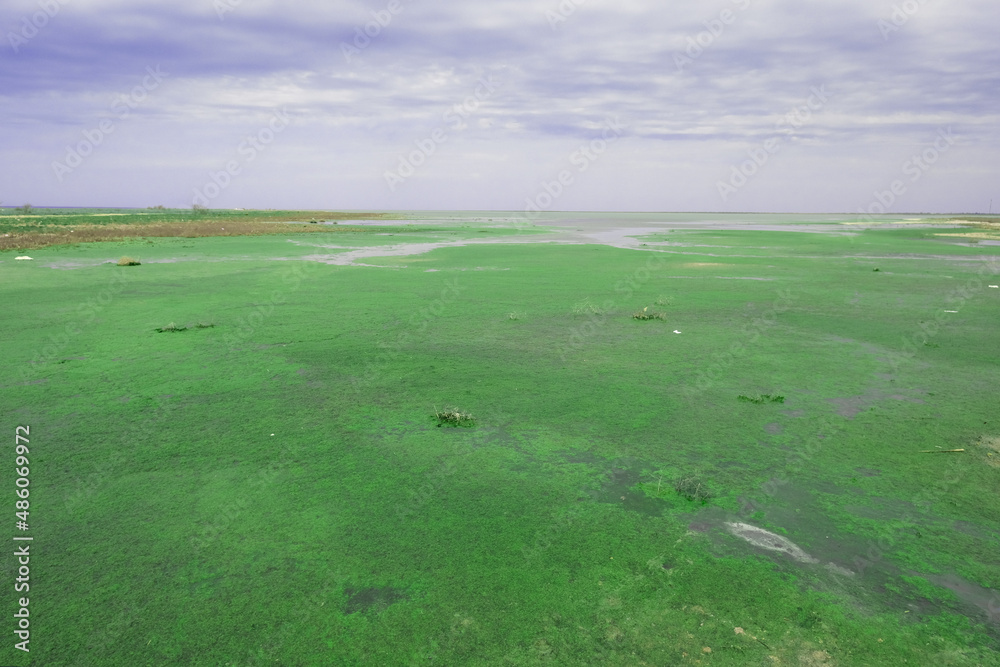 Naklejka premium Bright green wetland and swamp as background