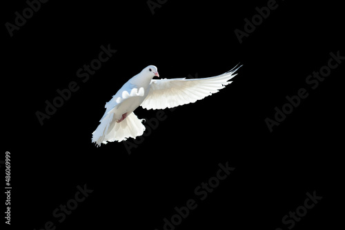 White dove flying on a black background. white pigeon. The symbol of freedom.