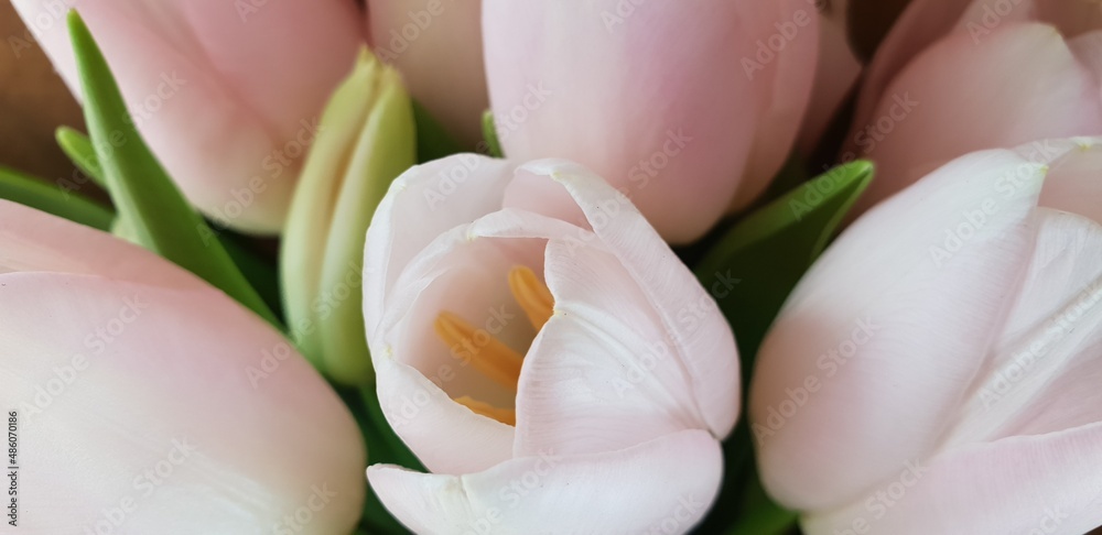 closeup of tulip