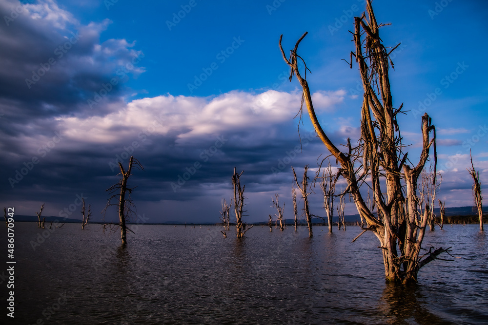 Dead and bare trees, lit by last light of the day, raising from the bottom of Lake Naivasha, Kenya, with and oncoming storm brewing in the background