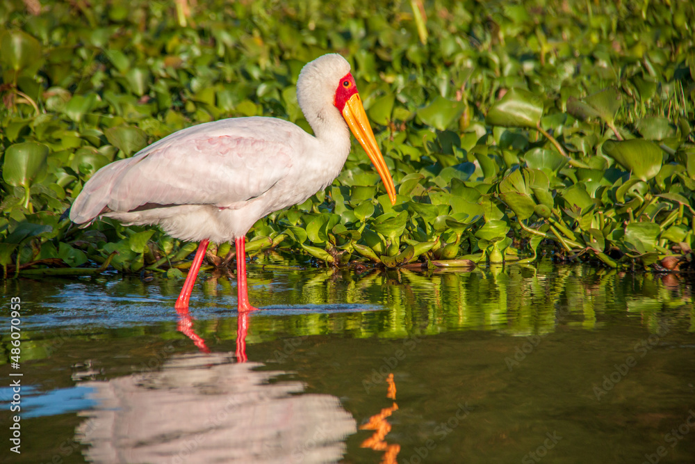 View of a beautiful yellow-billed stork wading through the water and foraging next to the water hyacinths on the shore of Lake Naivasha, Kenya