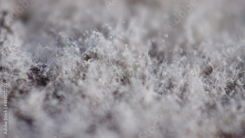 A huge colony of gray mold on a glass petri dish. Smooth rotation and maximum close-up. Production of poisons and medicines. Antibiotic resistance research photo