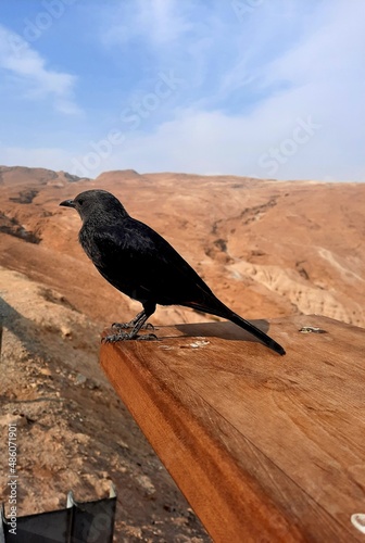 raven on the rock