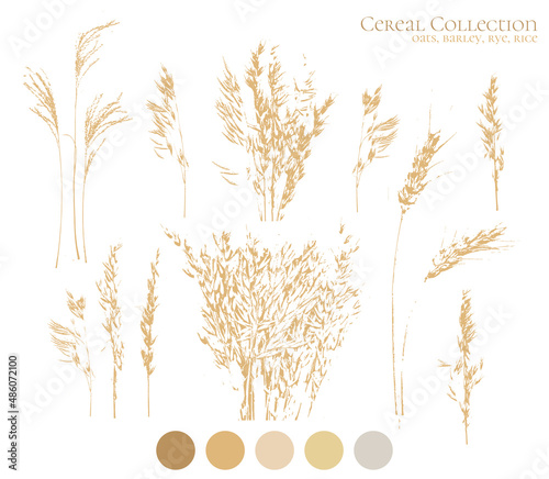 Set of oat, barley and rice ears silhouettes. Natural healthy food package, herbal logo collection on white background