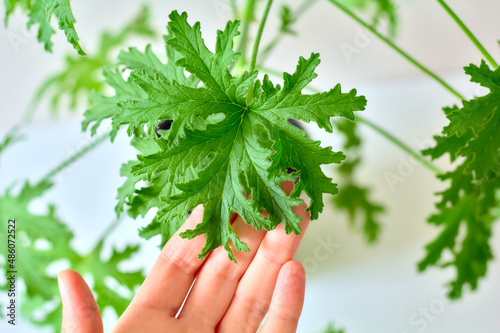 Close-up of a female hand showing a Citronella Geranium (Scent Geranium, Pelargonium) leaf on a bush. A plant in a pot, a photo indoors.