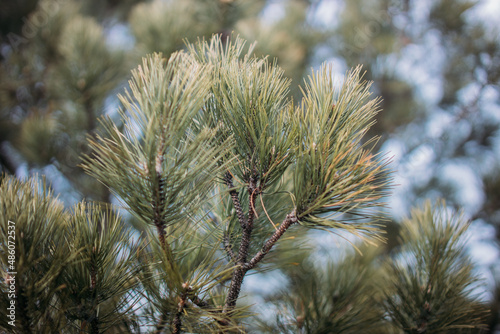 A closeup shot of a shortleaf pine on the blurry background photo