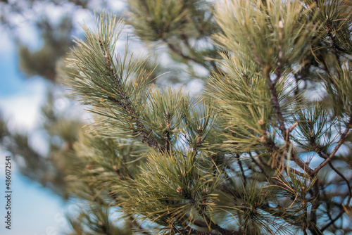 A closeup shot of a shortleaf pine on the blurry background photo
