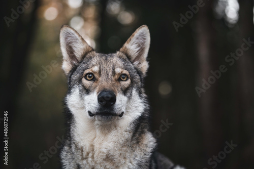 A closeup shallow focus photo of a saarloos wolfdog in a forest photo