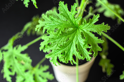 Citronella Geranium (Scent Geranium, Pelargonium) leaves close-up. A plant in a pot, a photo indoors. photo