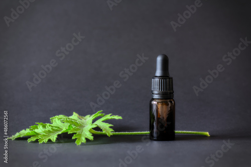 Essential oil in a brown bottle on a black background, accompanied by fresh Citronella Geranium leaves (Scent Geranium, Pelargonium). Copy space. photo