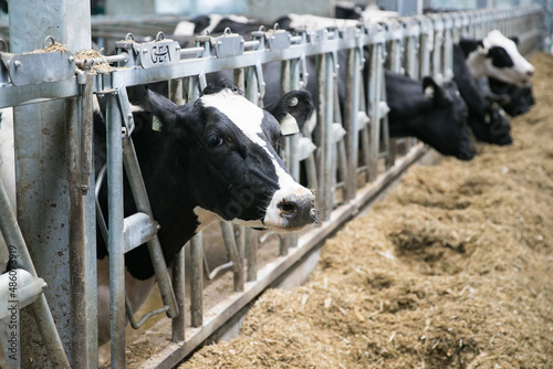 Calves young livestock industrial farm