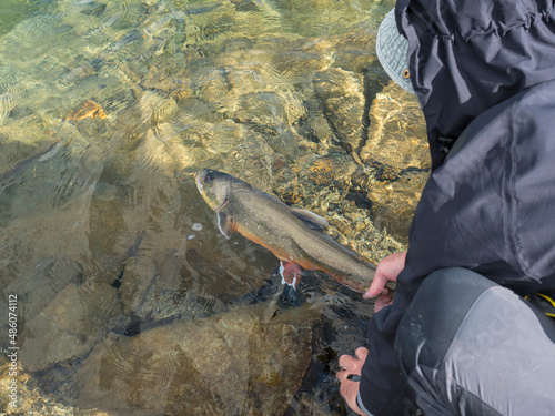 Fisherman releasing his trophy to the clear artic lake. Man figure holding tale of big Arctic char or charr, Salvelinus alpinus Catch and release principle photo