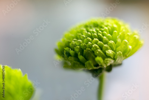 Obraz w ramie Spring is coming