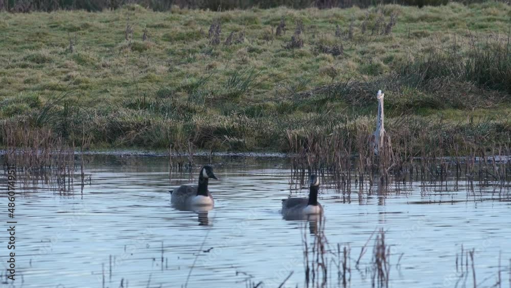 Grey Heron, Ardea Cinerea and Canada Geese, Branta canadensis in environment Grey Heron, Ardea Cinerea and Canada Geese, Branta canadensis in environment