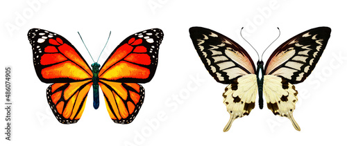 Color monarch butterflies, isolated on the white background © suns07butterfly