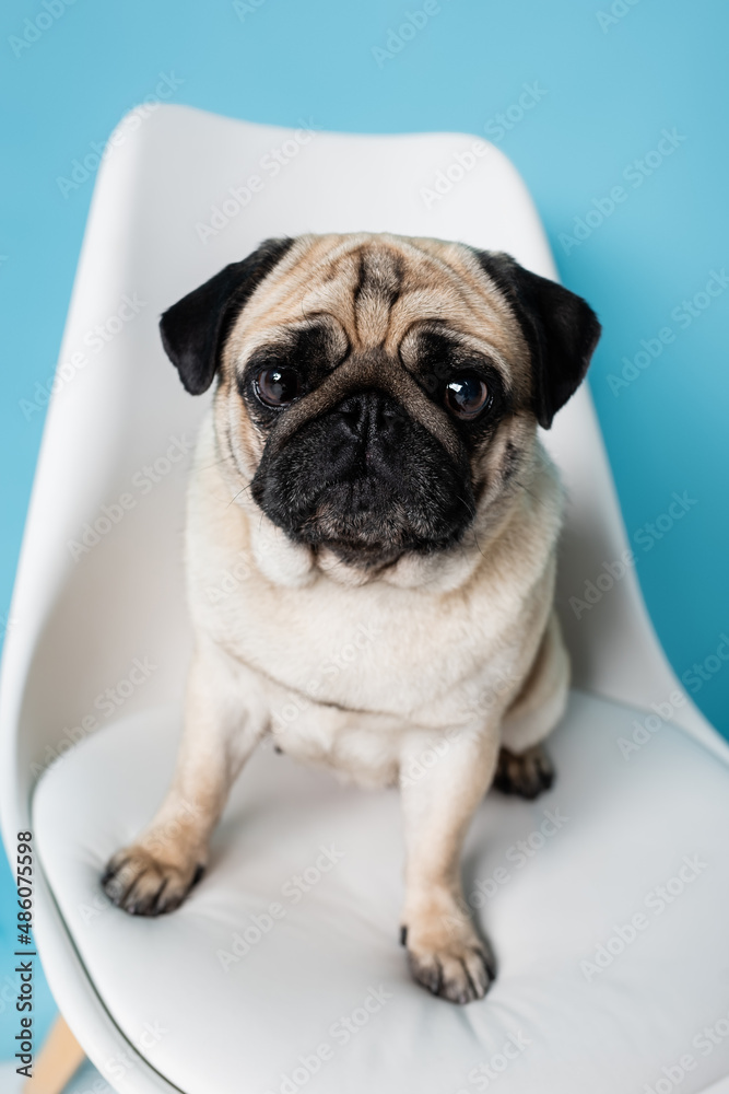 close up view of funny pug dog looking at camera on white chair on blue background