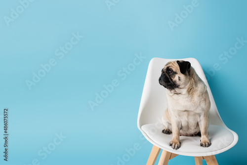 pug dog sitting on white chair and looking away on blue background with copy space photo