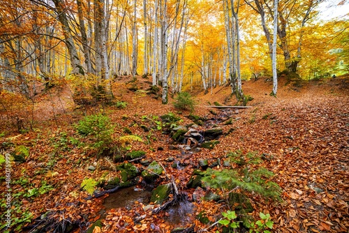 Mountain river with autumn leaves