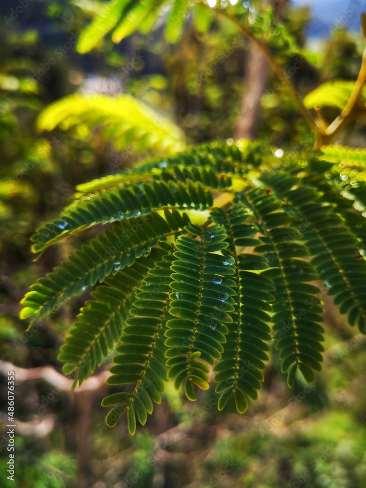 fern leaves