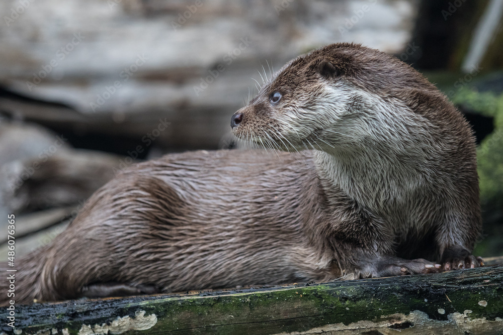 Close-up portrait of cute eurasian otter is in a pond