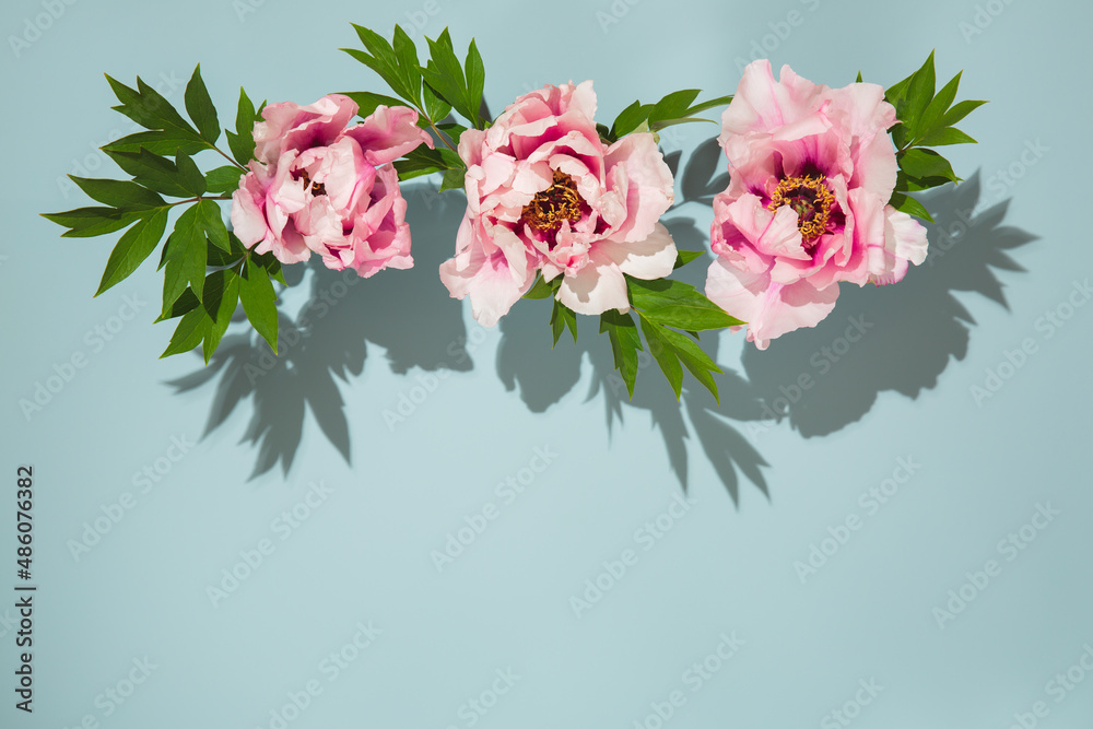 Сomposition of three pink flowers of tree peony on blue background.  Top view, copy space, flat lay. Floral background.