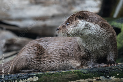 Close-up portrait of cute eurasian otter is in a pond