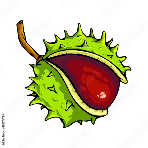 Chetsnut vector isolated. Open chestnut with thorns. Stock catoon illustration.