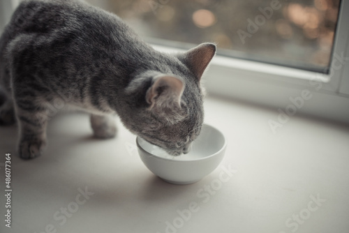 Fototapeta Naklejka Na Ścianę i Meble -  Tabby cat eating canned cat food from white ceramic plate placed