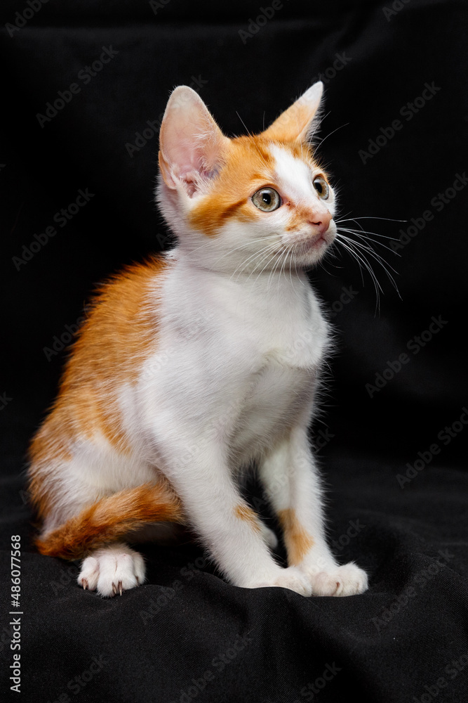 Cute kitten with bright beautiful eyes. Red little kitten of mixed breed on a black background in the studio.