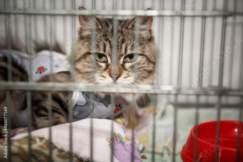 Adult cat in a cage in a veterinary clinic. mixed breed on a black background in the studio.