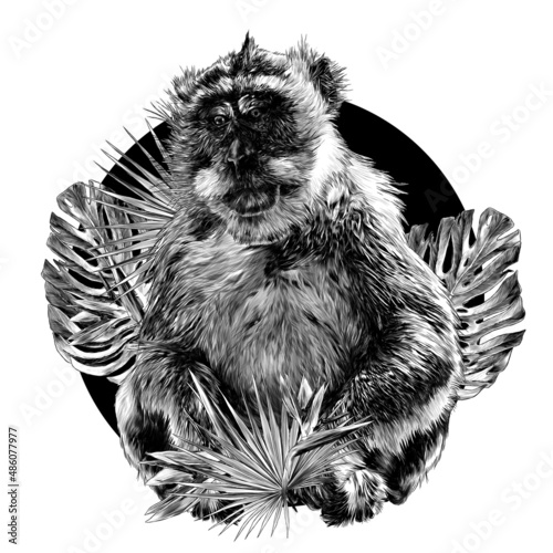 monkey sitting at full height and looking slightly sideways downcast eyes round composition with tropical plants on the edges, sketch vector illustration in graphic style on a white background