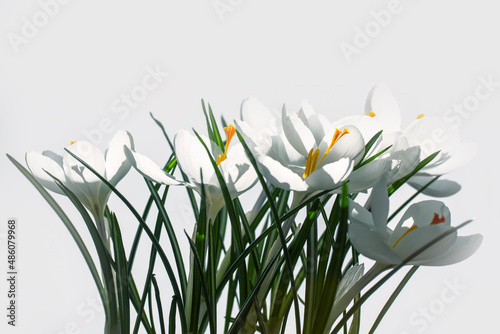White crocuses in spring on white background with copy space