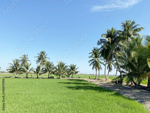 green rice field in country Thailand