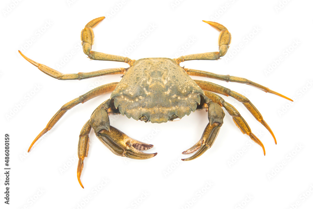 Obraz Sea ​​herbal arthropod crab on a white background