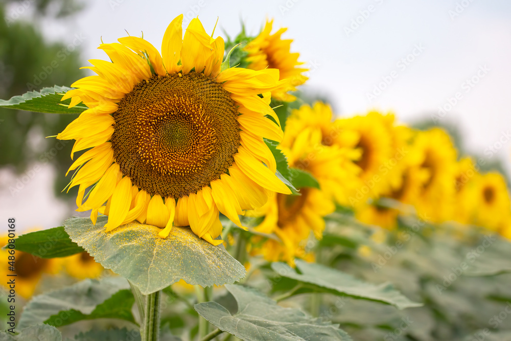 blooming sunflower close-up. Agronomy, agriculture and botany.