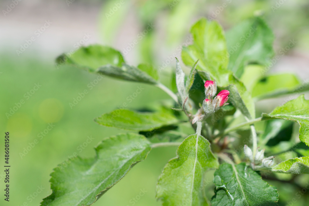 beautiful apple tree buds plumleaf crab apple, plum-leaved apple, pear-leaf crabapple, Chinese apple beautiful apple tree buds plumleaf crab apple, plum-leaved apple, pear-leaf crabapple, Chinese apple