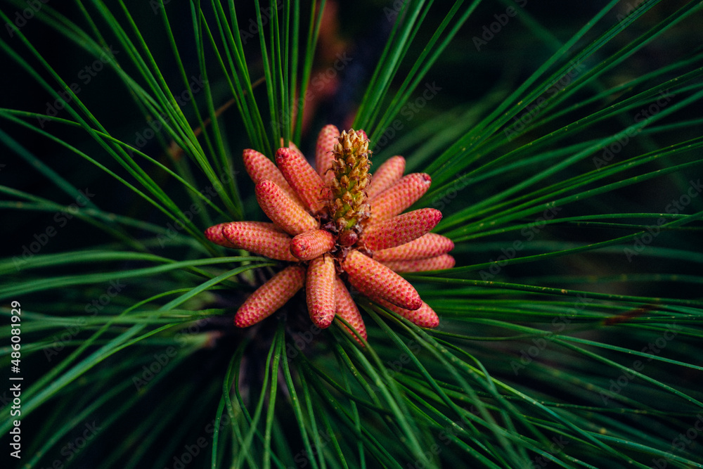 red and yellow flower