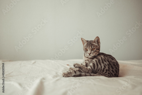 Charming gray tabby cat Kitty resting and enjoying relaxation on the bed at home