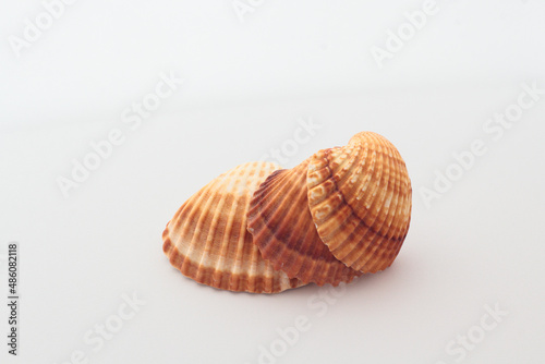 three sea shells on a white background