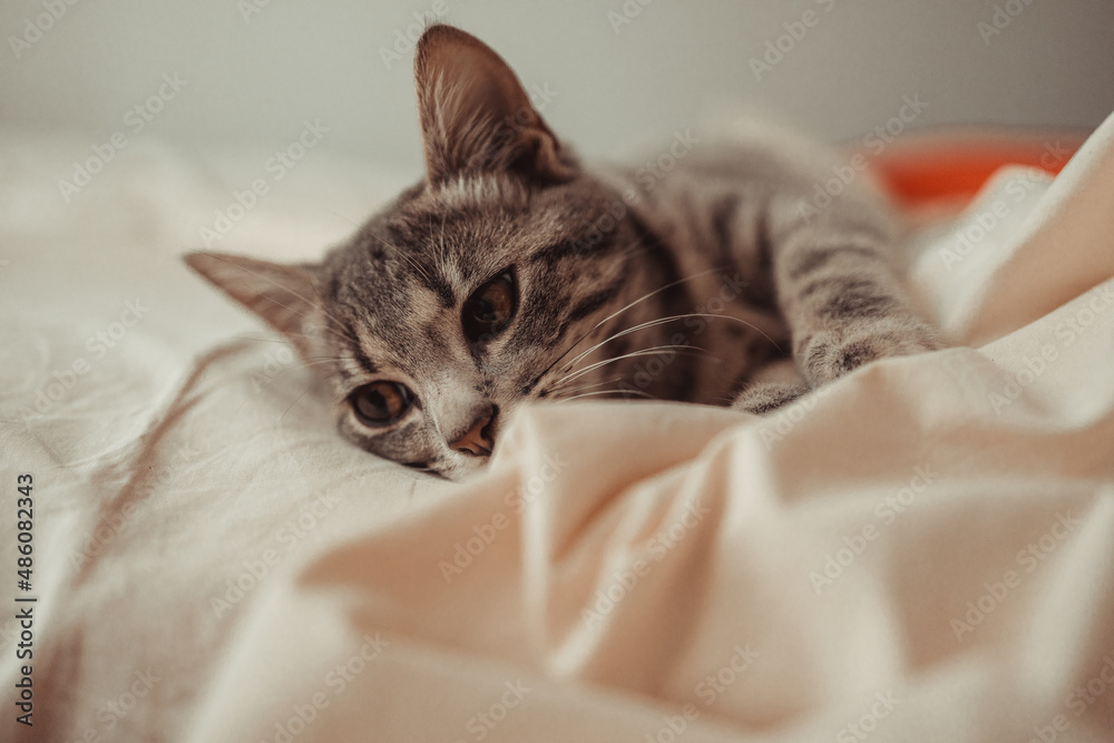 Cute grey cat lying in bed. Fluffy pet comfortably settled to sleep. Sweet dream, wake up in the morning