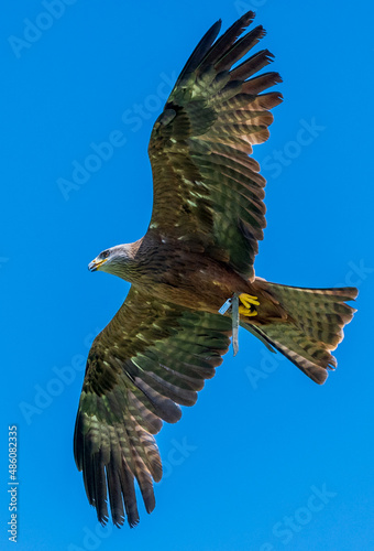 Φωτογραφία Falke