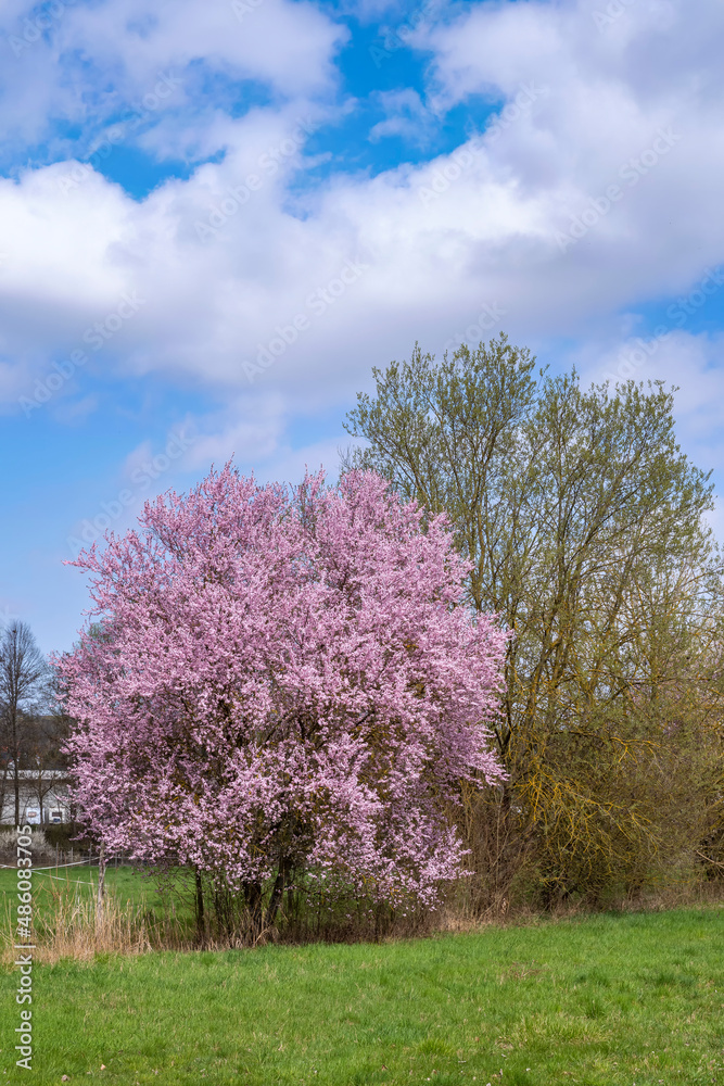 Flowering bushes and trees in Rheinhessen/Germany on a sunny spring day Flowering bushes and trees in Rheinhessen/Germany on a sunny spring day