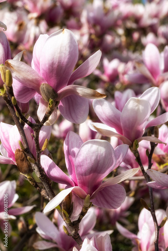 Close-up of a magnificent magnolia blossom in the spa gardens of Wiesbaden Germany