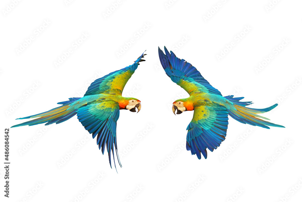 Obraz premium Catalina parrot flying isolated on white