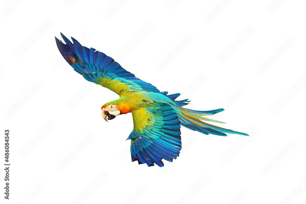 Catalina parrot flying isolated on white