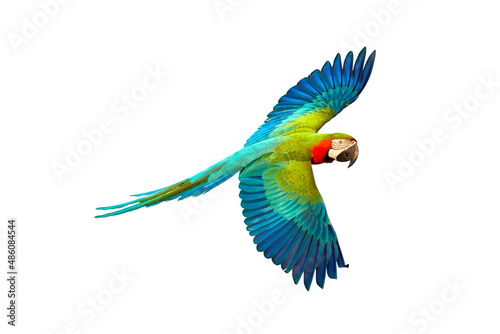 Catalina parrot flying isolated on white