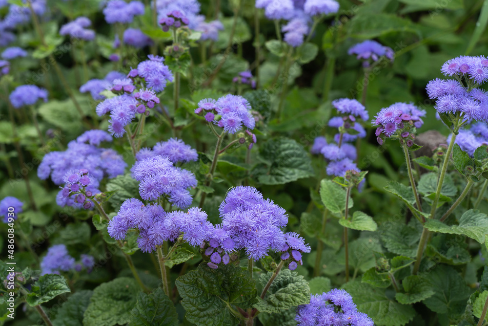 Agertum in the genus Asteraceae is a popular plant for landscape design. flower grows in Eastern India, Central and North America. Garden Purple flowers bloom in background of green leaves Agertum in the genus Asteraceae is a popular plant for landscape design. flower grows in Eastern India, Central and North America. Garden Purple flowers bloom in background of green leaves
