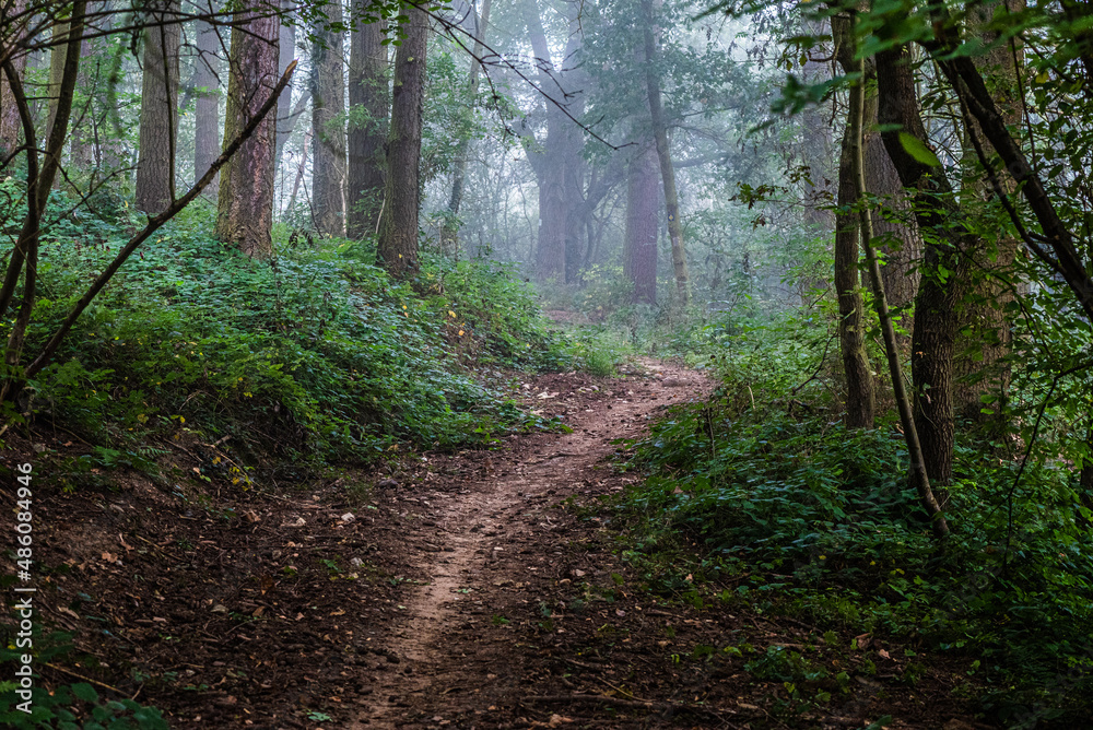 Obraz premium Moselsteig im Morgennebel